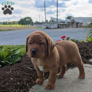 Blizzard, Fox Red Labrador Retriever Puppy